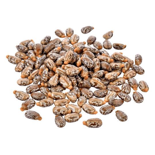 castor seeds in a pile