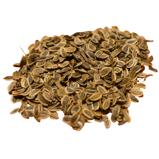 dill seeds in a pile